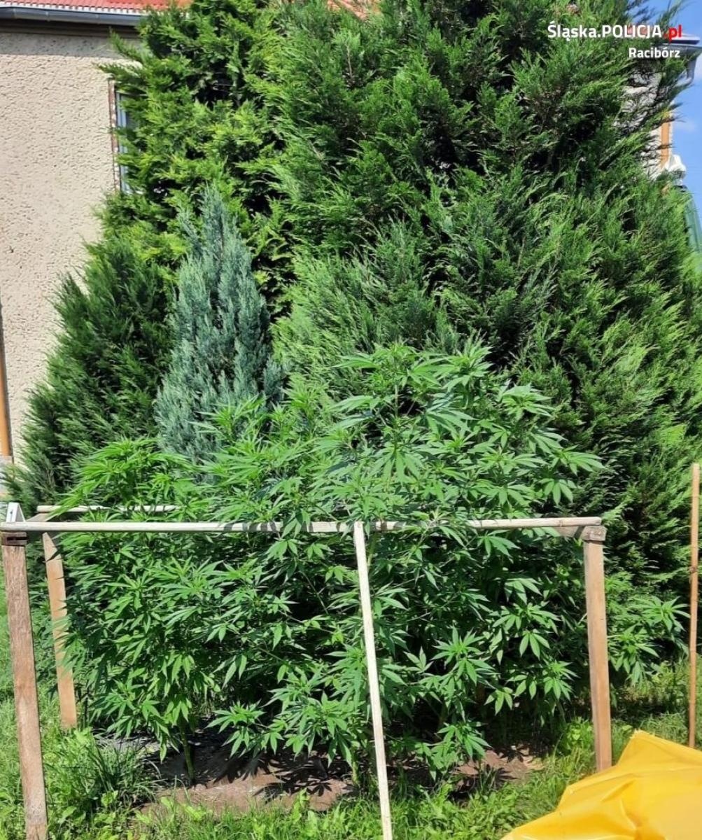 Zdjęcie w galerii na portalu naszraciborz.pl: Raciborska policja zlikwidowała nielegalną plantację. Pomógł pies SG wiadomości z regionu