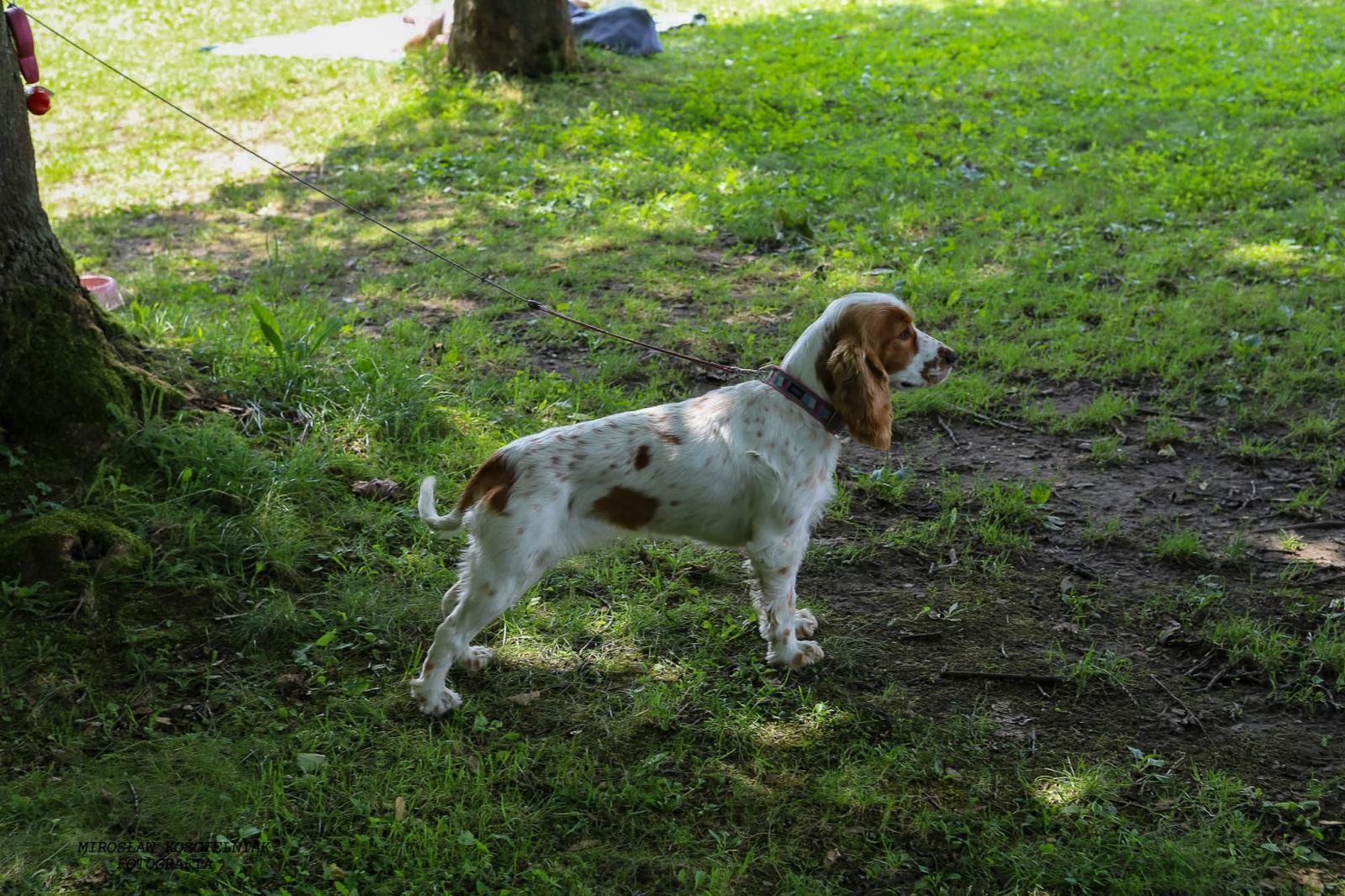 Zdjęcie w galerii na portalu naszraciborz.pl: IMGW ostrzega przed ekstremalnymi upałami wiadomości z regionu