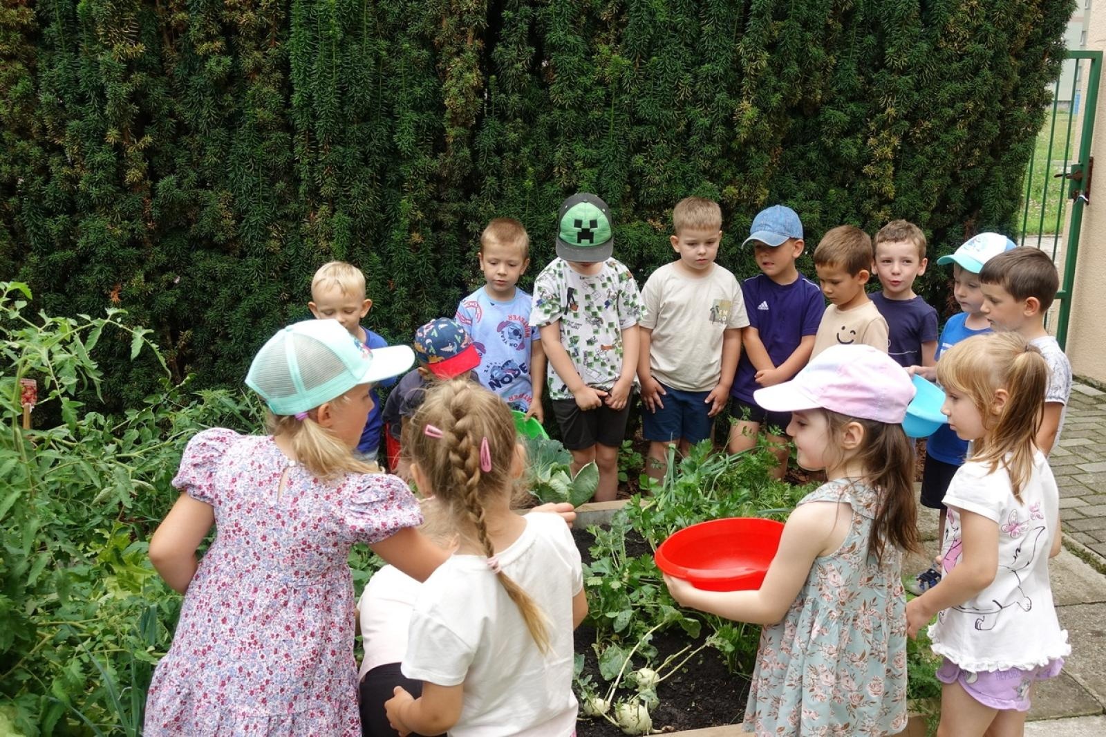 Zdjęcie w galerii na portalu naszraciborz.pl: Mali ogrodnicy dbają o swoje warzywniki i delektują się pierwszymi zbiorami wiadomości z regionu