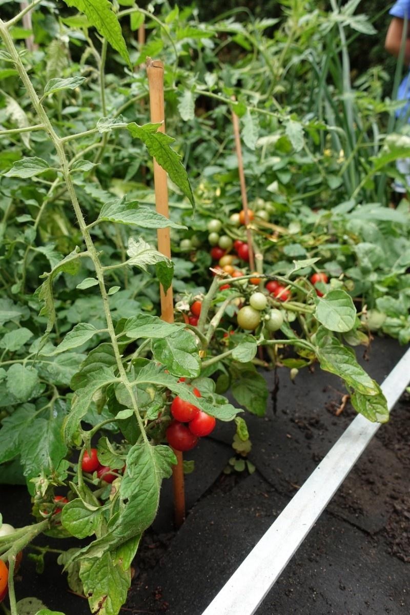 Zdjęcie w galerii na portalu naszraciborz.pl: Mali ogrodnicy dbają o swoje warzywniki i delektują się pierwszymi zbiorami wiadomości z regionu