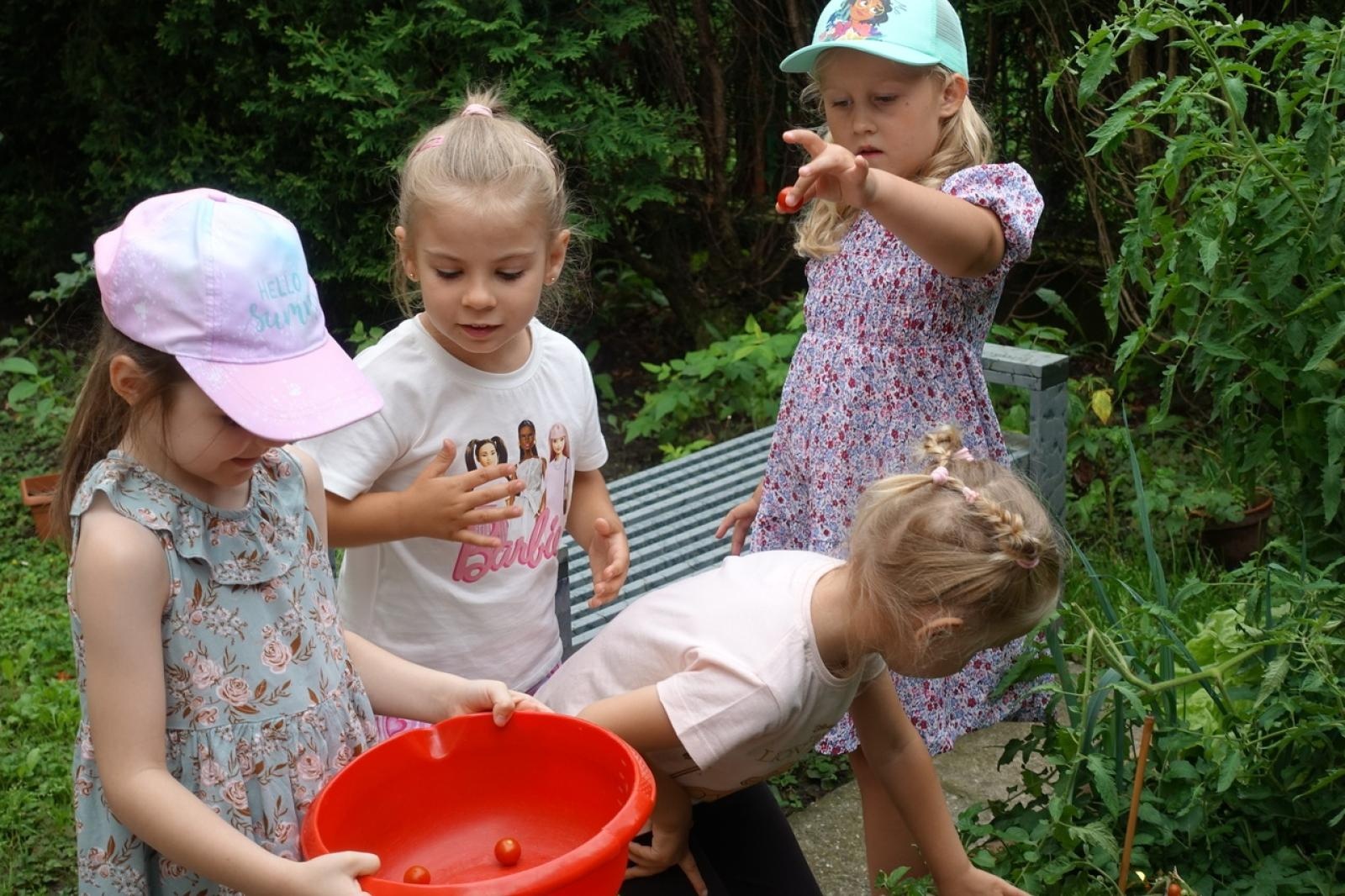 Zdjęcie w galerii na portalu naszraciborz.pl: Mali ogrodnicy dbają o swoje warzywniki i delektują się pierwszymi zbiorami wiadomości z regionu