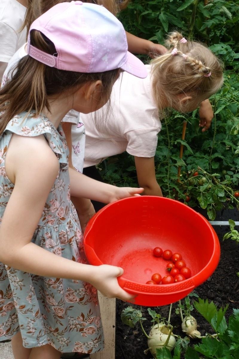 Zdjęcie w galerii na portalu naszraciborz.pl: Mali ogrodnicy dbają o swoje warzywniki i delektują się pierwszymi zbiorami wiadomości z regionu