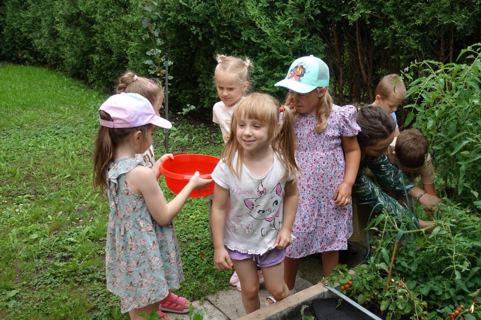 Zdjęcie w galerii na portalu naszraciborz.pl: Mali ogrodnicy dbają o swoje warzywniki i delektują się pierwszymi zbiorami wiadomości z regionu
