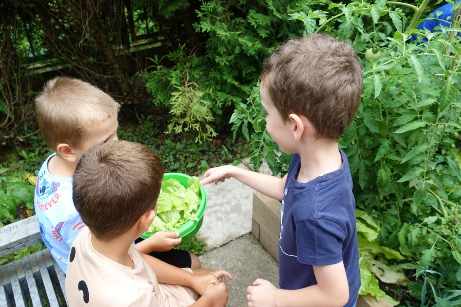 Zdjęcie w galerii na portalu naszraciborz.pl: Mali ogrodnicy dbają o swoje warzywniki i delektują się pierwszymi zbiorami wiadomości z regionu