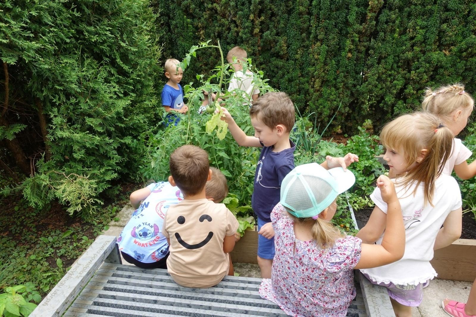 Zdjęcie w galerii na portalu naszraciborz.pl: Mali ogrodnicy dbają o swoje warzywniki i delektują się pierwszymi zbiorami wiadomości z regionu