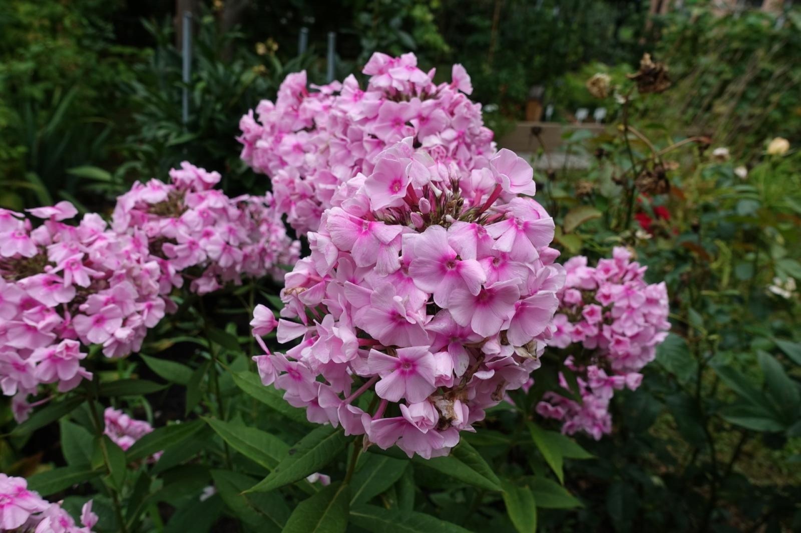 Zdjęcie w galerii na portalu naszraciborz.pl: Mali ogrodnicy dbają o swoje warzywniki i delektują się pierwszymi zbiorami wiadomości z regionu