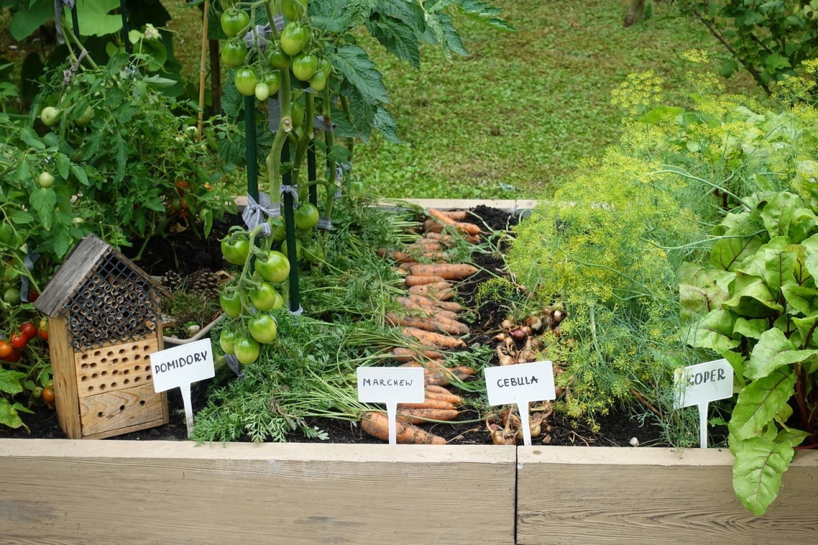 Zdjęcie w galerii na portalu naszraciborz.pl: Mali ogrodnicy dbają o swoje warzywniki i delektują się pierwszymi zbiorami wiadomości z regionu