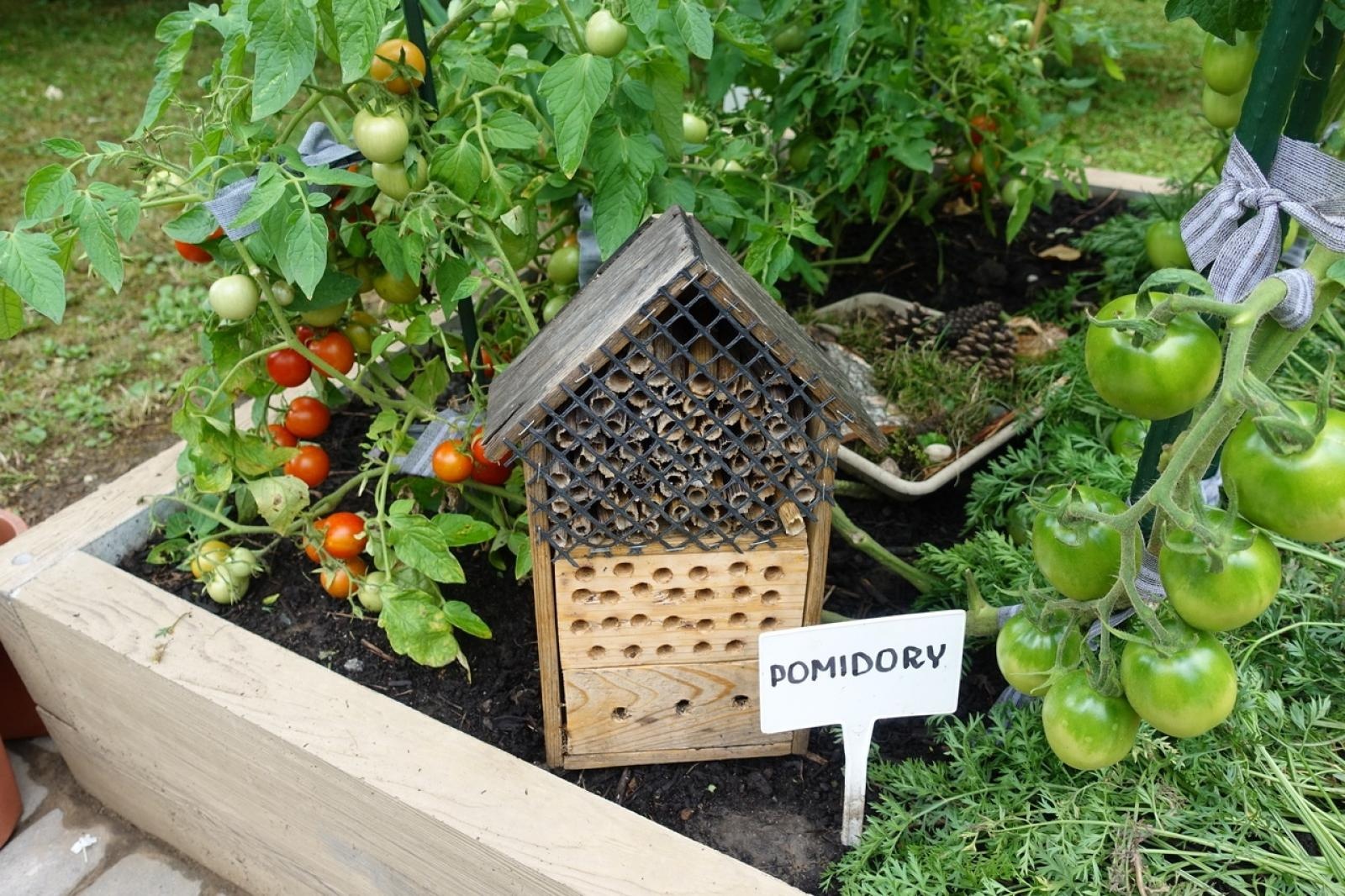 Zdjęcie w galerii na portalu naszraciborz.pl: Mali ogrodnicy dbają o swoje warzywniki i delektują się pierwszymi zbiorami wiadomości z regionu