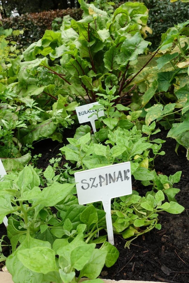 Zdjęcie w galerii na portalu naszraciborz.pl: Mali ogrodnicy dbają o swoje warzywniki i delektują się pierwszymi zbiorami wiadomości z regionu