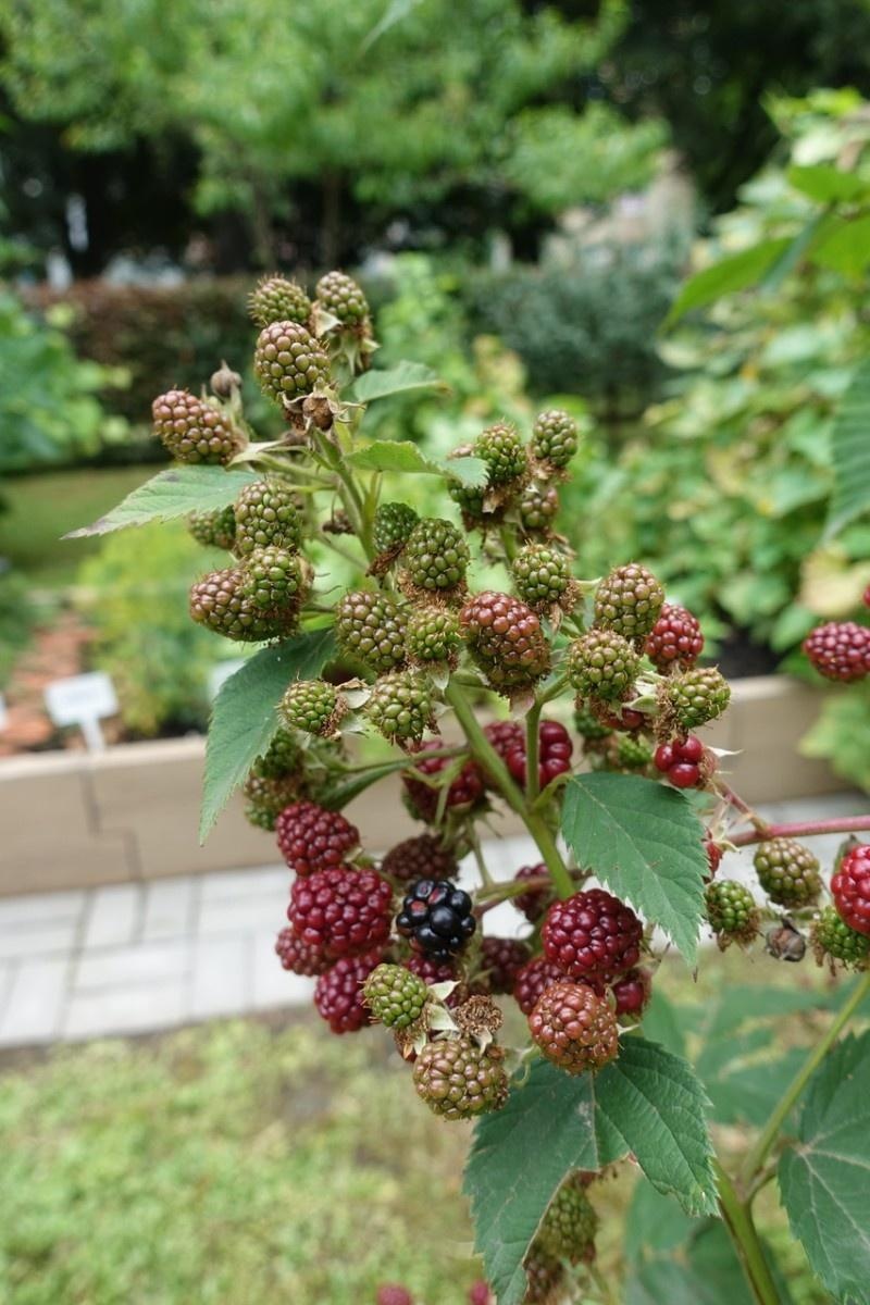 Zdjęcie w galerii na portalu naszraciborz.pl: Mali ogrodnicy dbają o swoje warzywniki i delektują się pierwszymi zbiorami wiadomości z regionu