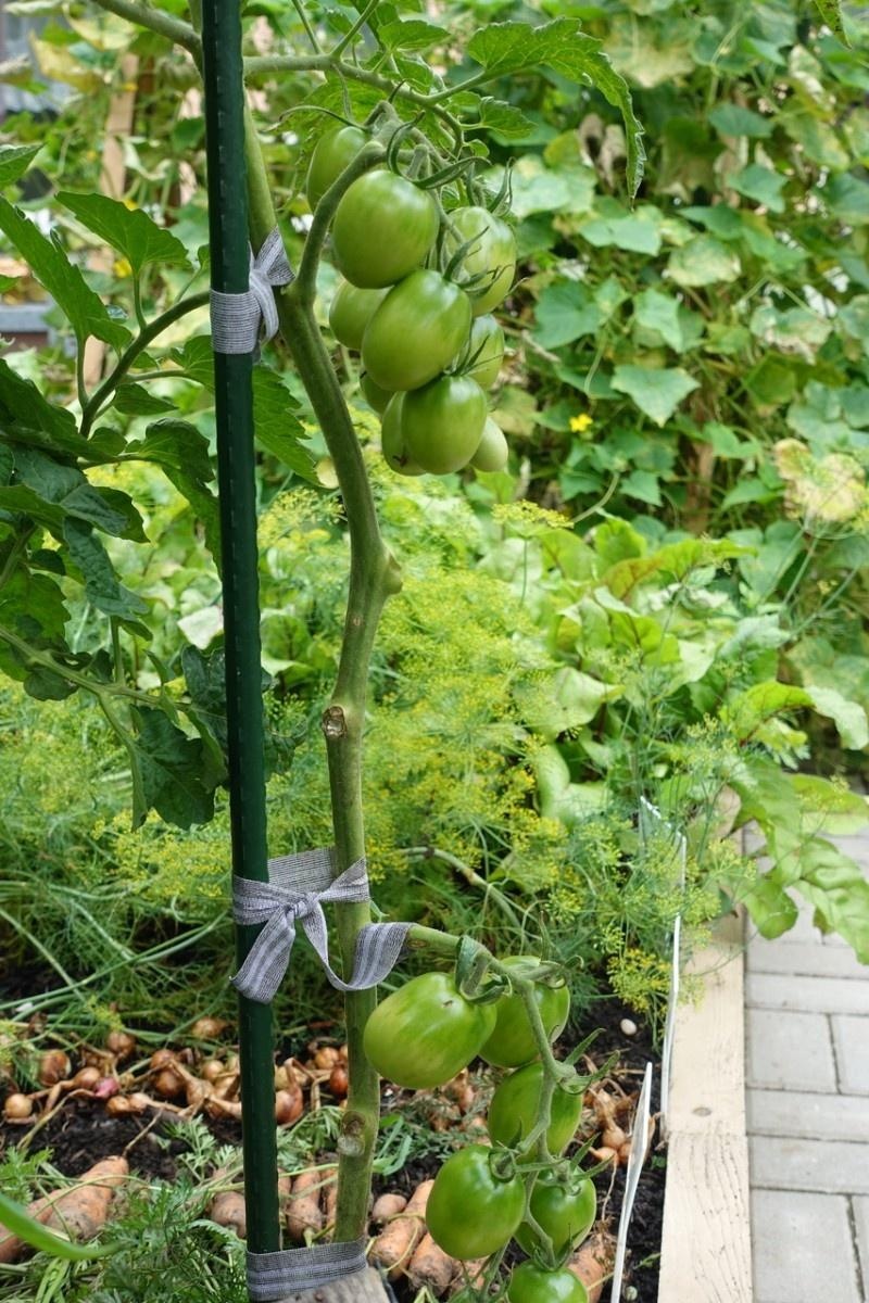 Zdjęcie w galerii na portalu naszraciborz.pl: Mali ogrodnicy dbają o swoje warzywniki i delektują się pierwszymi zbiorami wiadomości z regionu