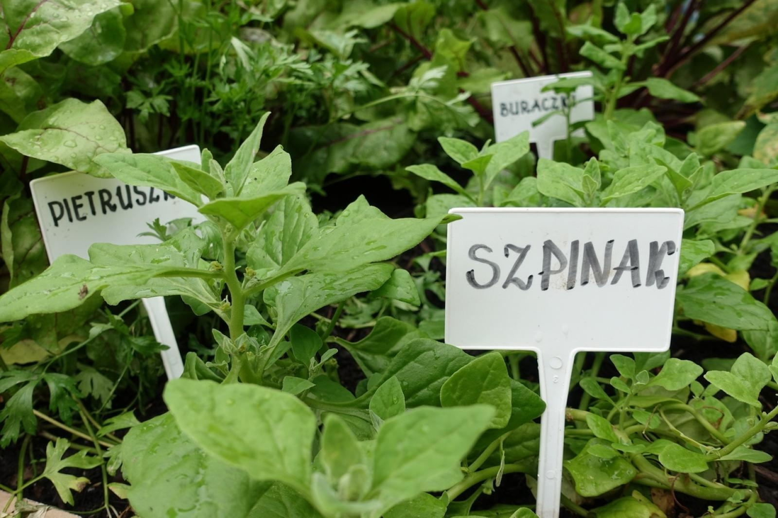 Zdjęcie w galerii na portalu naszraciborz.pl: Mali ogrodnicy dbają o swoje warzywniki i delektują się pierwszymi zbiorami wiadomości z regionu