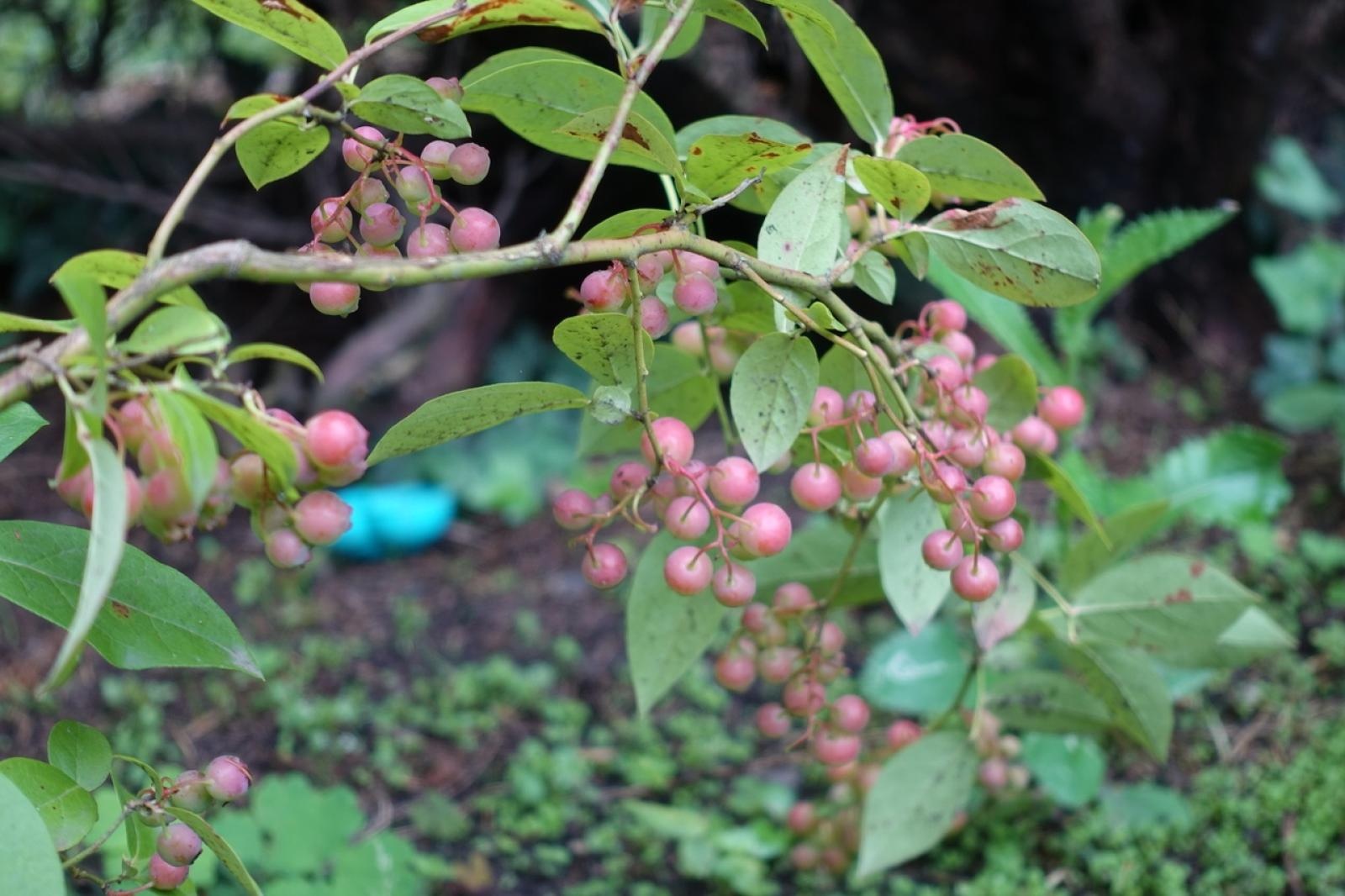 Zdjęcie w galerii na portalu naszraciborz.pl: Mali ogrodnicy dbają o swoje warzywniki i delektują się pierwszymi zbiorami wiadomości z regionu