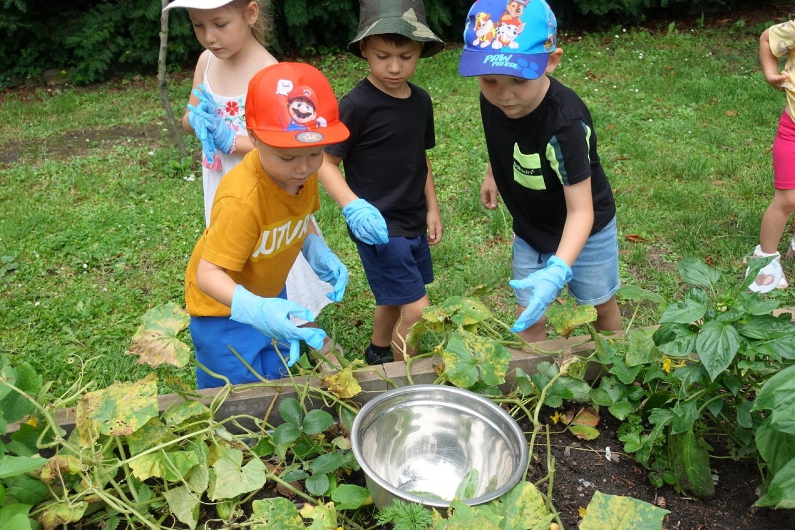 Zdjęcie w galerii na portalu naszraciborz.pl: Mali ogrodnicy dbają o swoje warzywniki i delektują się pierwszymi zbiorami wiadomości z regionu