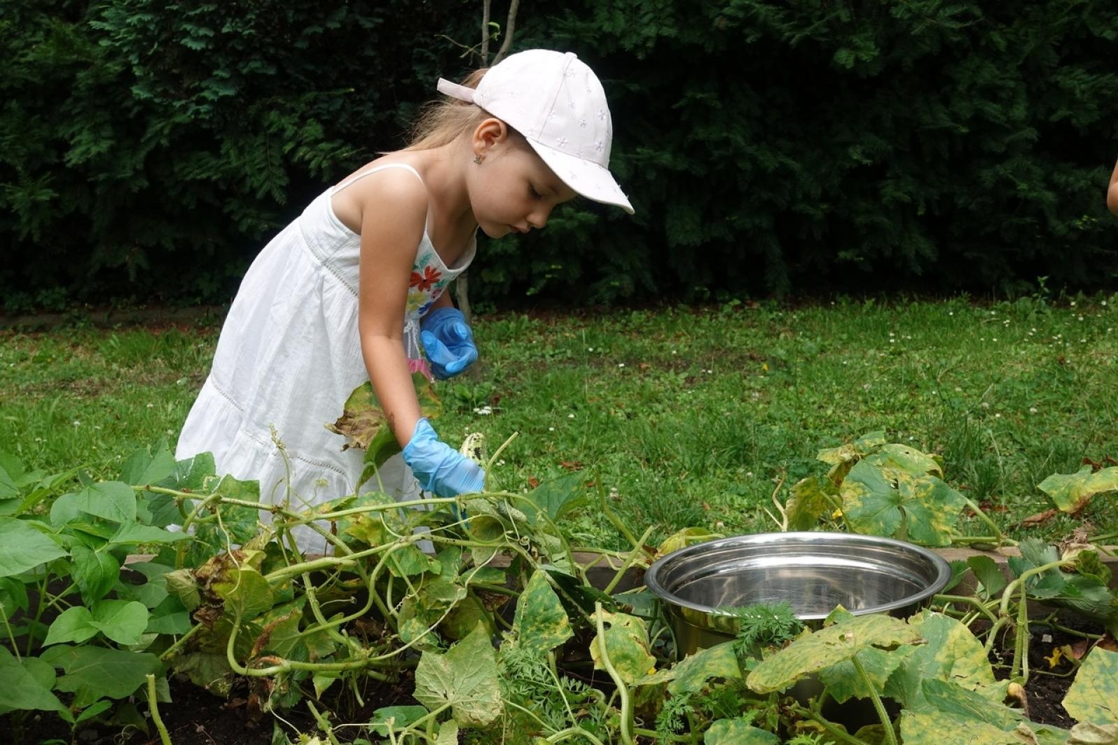 Zdjęcie w galerii na portalu naszraciborz.pl: Mali ogrodnicy dbają o swoje warzywniki i delektują się pierwszymi zbiorami wiadomości z regionu