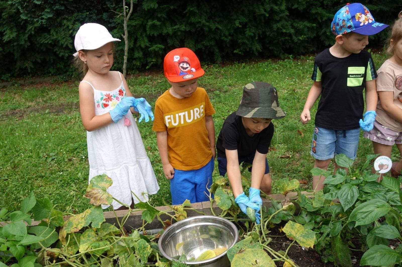 Zdjęcie w galerii na portalu naszraciborz.pl: Mali ogrodnicy dbają o swoje warzywniki i delektują się pierwszymi zbiorami wiadomości z regionu