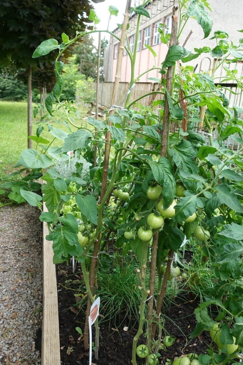 Zdjęcie w galerii na portalu naszraciborz.pl: Mali ogrodnicy dbają o swoje warzywniki i delektują się pierwszymi zbiorami wiadomości z regionu