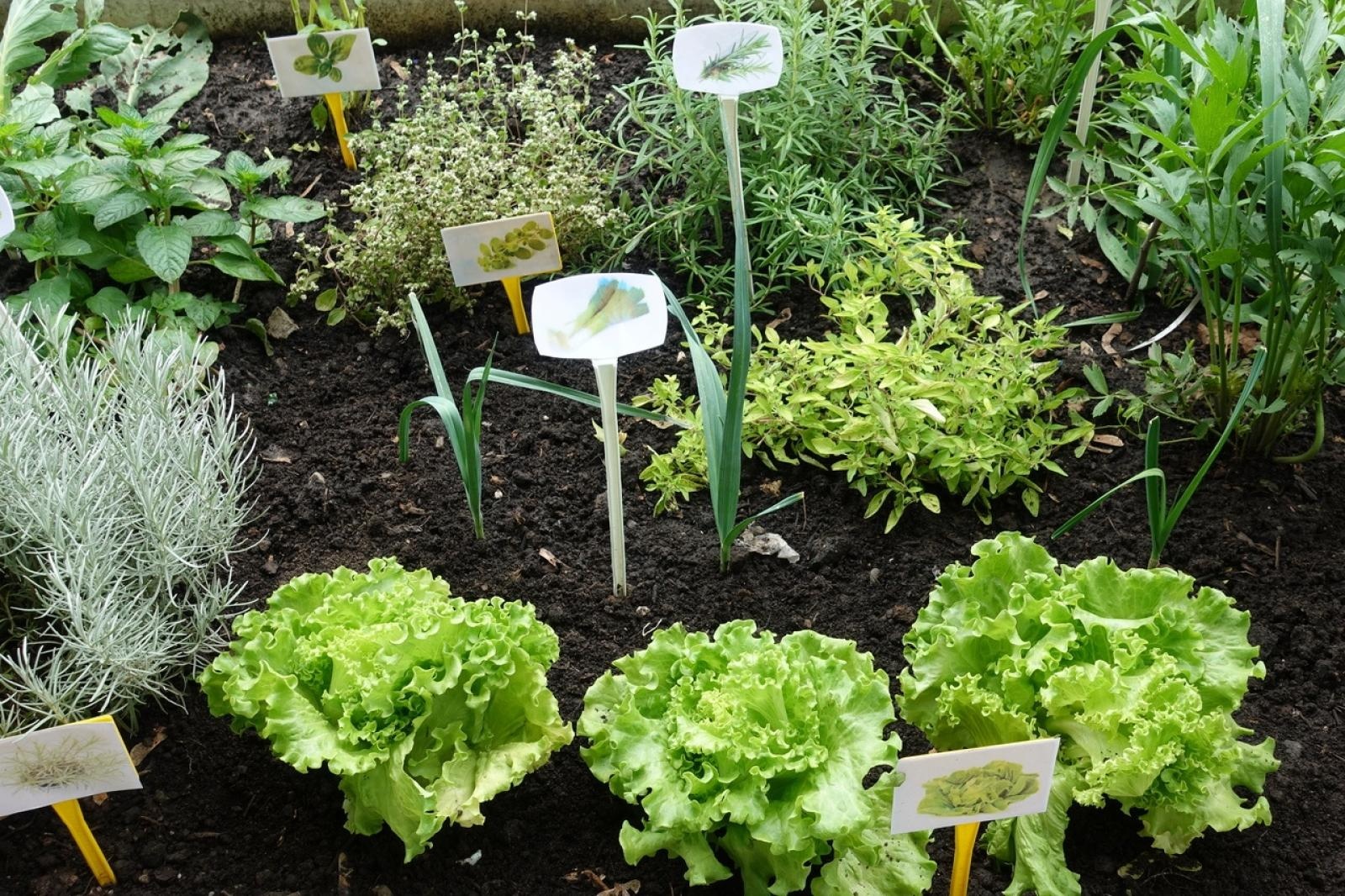 Zdjęcie w galerii na portalu naszraciborz.pl: Mali ogrodnicy dbają o swoje warzywniki i delektują się pierwszymi zbiorami wiadomości z regionu