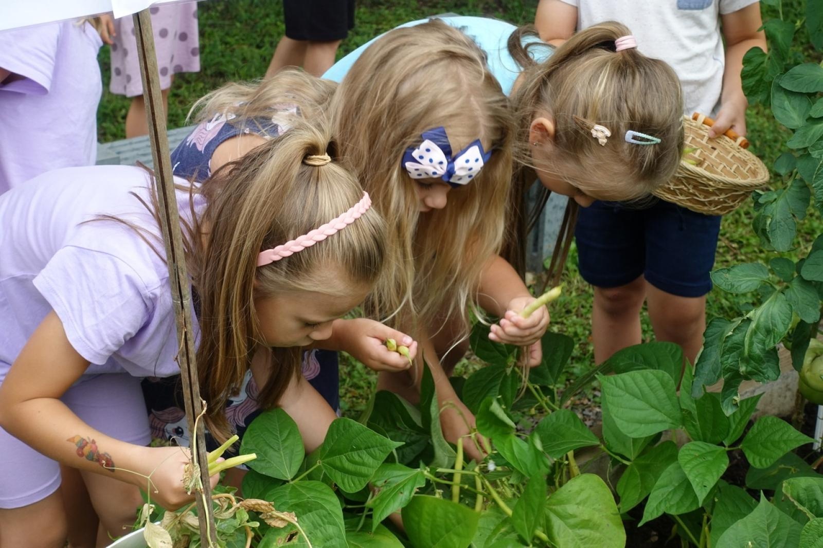 Zdjęcie w galerii na portalu naszraciborz.pl: Mali ogrodnicy dbają o swoje warzywniki i delektują się pierwszymi zbiorami wiadomości z regionu