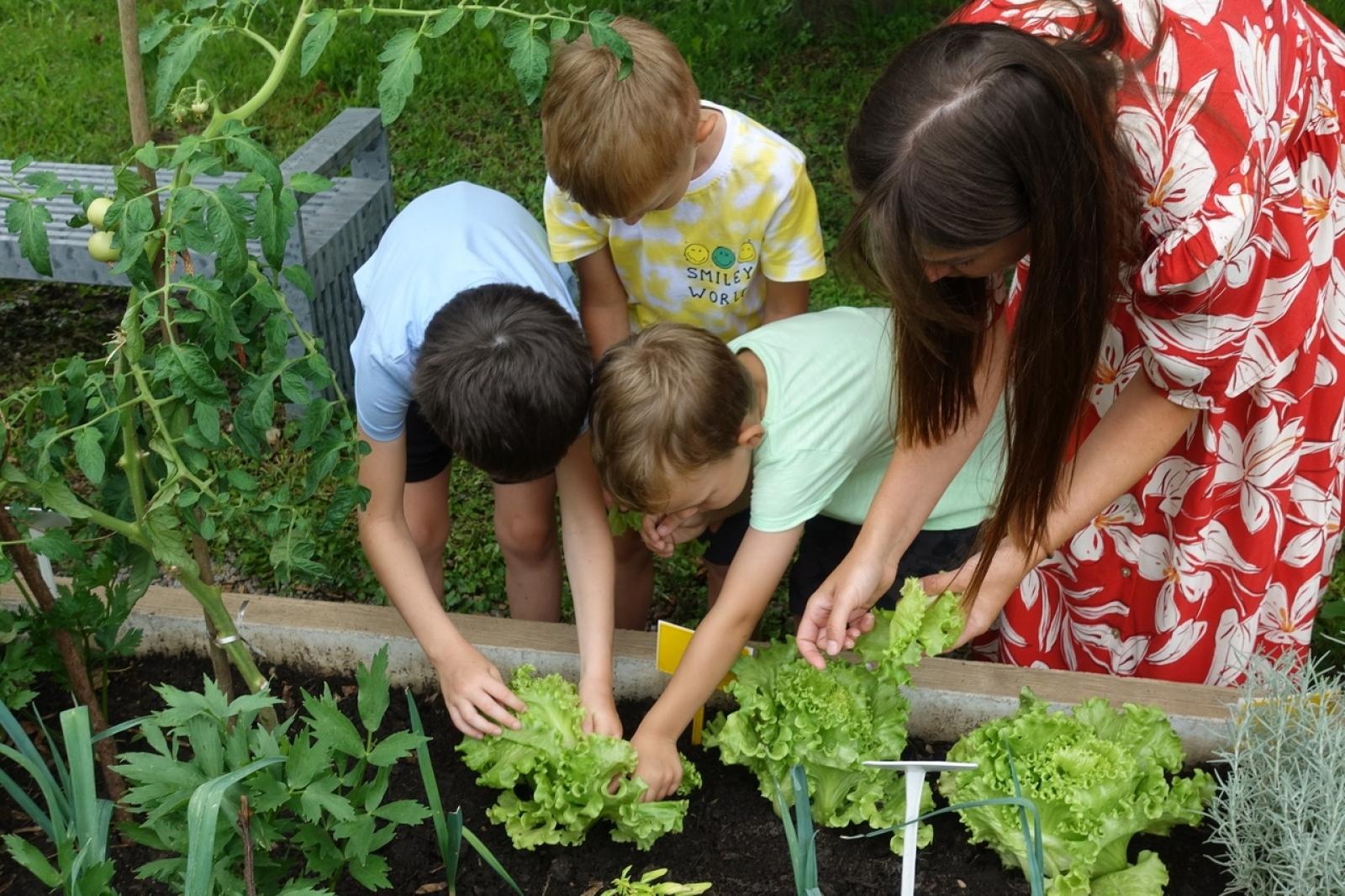 Zdjęcie w galerii na portalu naszraciborz.pl: Mali ogrodnicy dbają o swoje warzywniki i delektują się pierwszymi zbiorami wiadomości z regionu