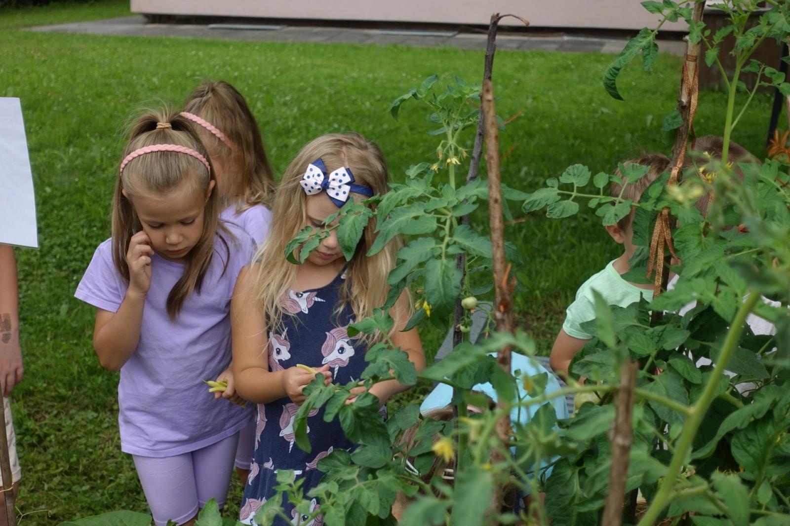 Zdjęcie w galerii na portalu naszraciborz.pl: Mali ogrodnicy dbają o swoje warzywniki i delektują się pierwszymi zbiorami wiadomości z regionu