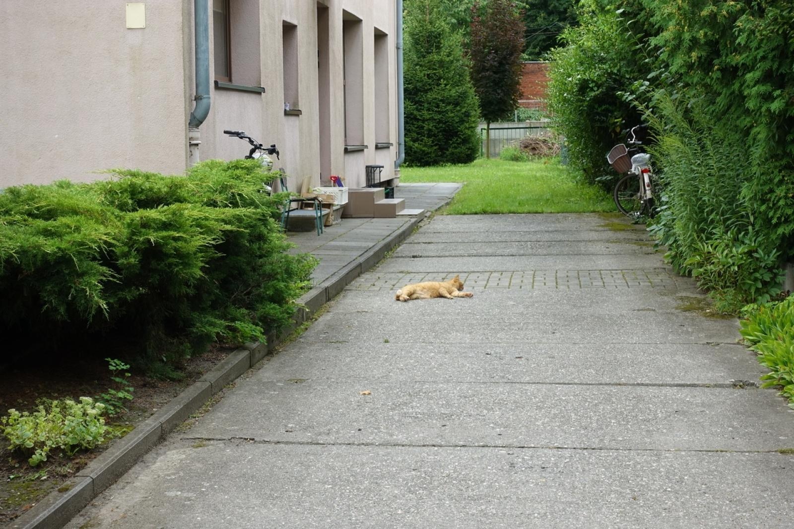 Zdjęcie w galerii na portalu naszraciborz.pl: Mali ogrodnicy dbają o swoje warzywniki i delektują się pierwszymi zbiorami wiadomości z regionu