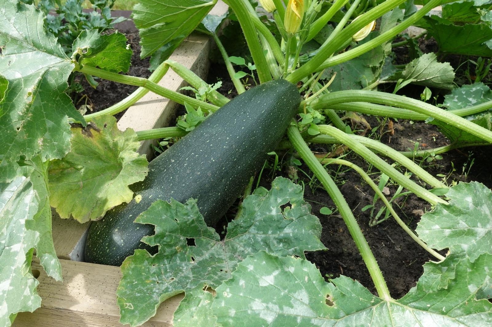 Zdjęcie w galerii na portalu naszraciborz.pl: Mali ogrodnicy dbają o swoje warzywniki i delektują się pierwszymi zbiorami wiadomości z regionu