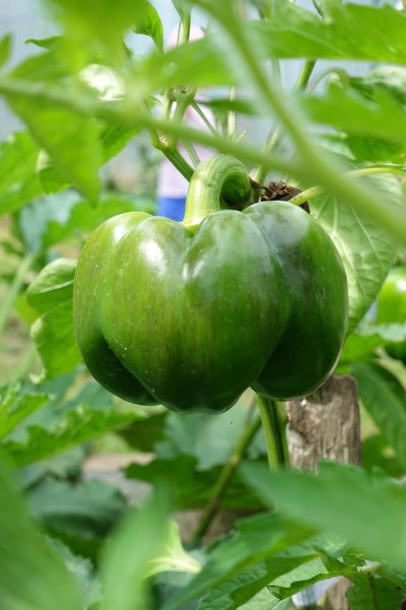 Zdjęcie w galerii na portalu naszraciborz.pl: Mali ogrodnicy dbają o swoje warzywniki i delektują się pierwszymi zbiorami wiadomości z regionu