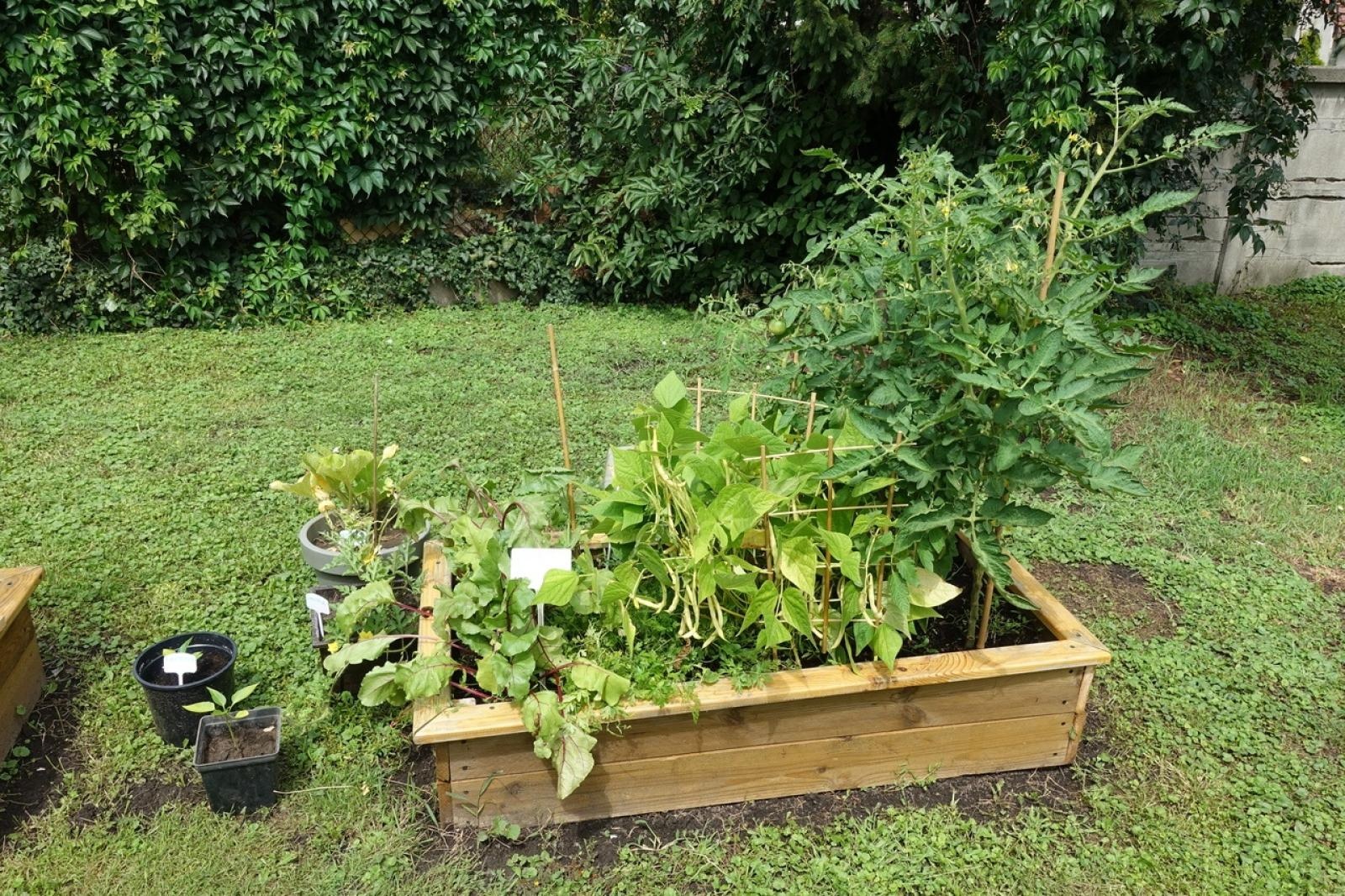 Zdjęcie w galerii na portalu naszraciborz.pl: Mali ogrodnicy dbają o swoje warzywniki i delektują się pierwszymi zbiorami wiadomości z regionu