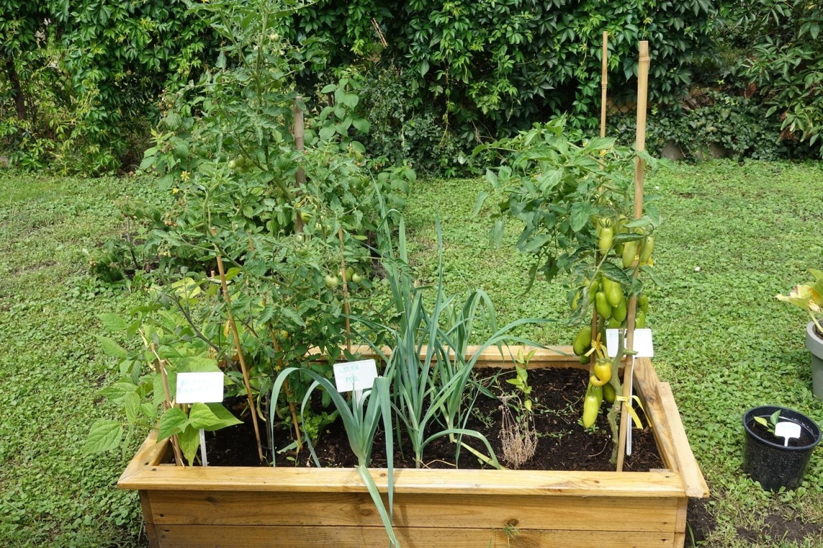 Zdjęcie w galerii na portalu naszraciborz.pl: Mali ogrodnicy dbają o swoje warzywniki i delektują się pierwszymi zbiorami wiadomości z regionu