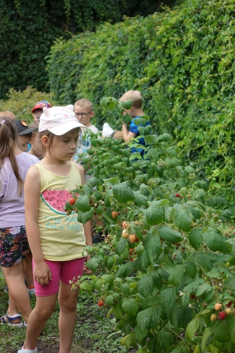 Zdjęcie w galerii na portalu naszraciborz.pl: Mali ogrodnicy dbają o swoje warzywniki i delektują się pierwszymi zbiorami wiadomości z regionu