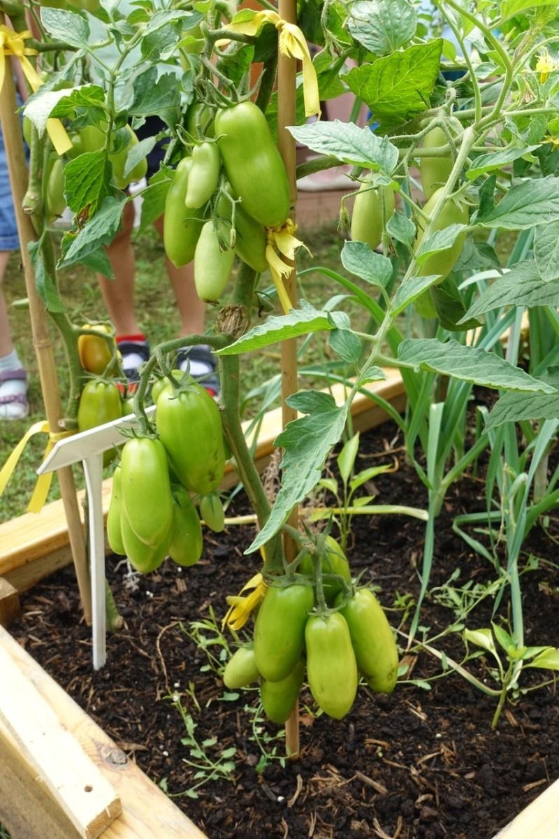 Zdjęcie w galerii na portalu naszraciborz.pl: Mali ogrodnicy dbają o swoje warzywniki i delektują się pierwszymi zbiorami wiadomości z regionu