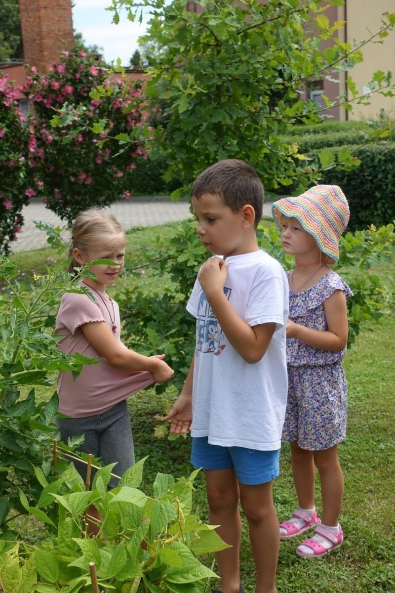 Zdjęcie w galerii na portalu naszraciborz.pl: Mali ogrodnicy dbają o swoje warzywniki i delektują się pierwszymi zbiorami wiadomości z regionu