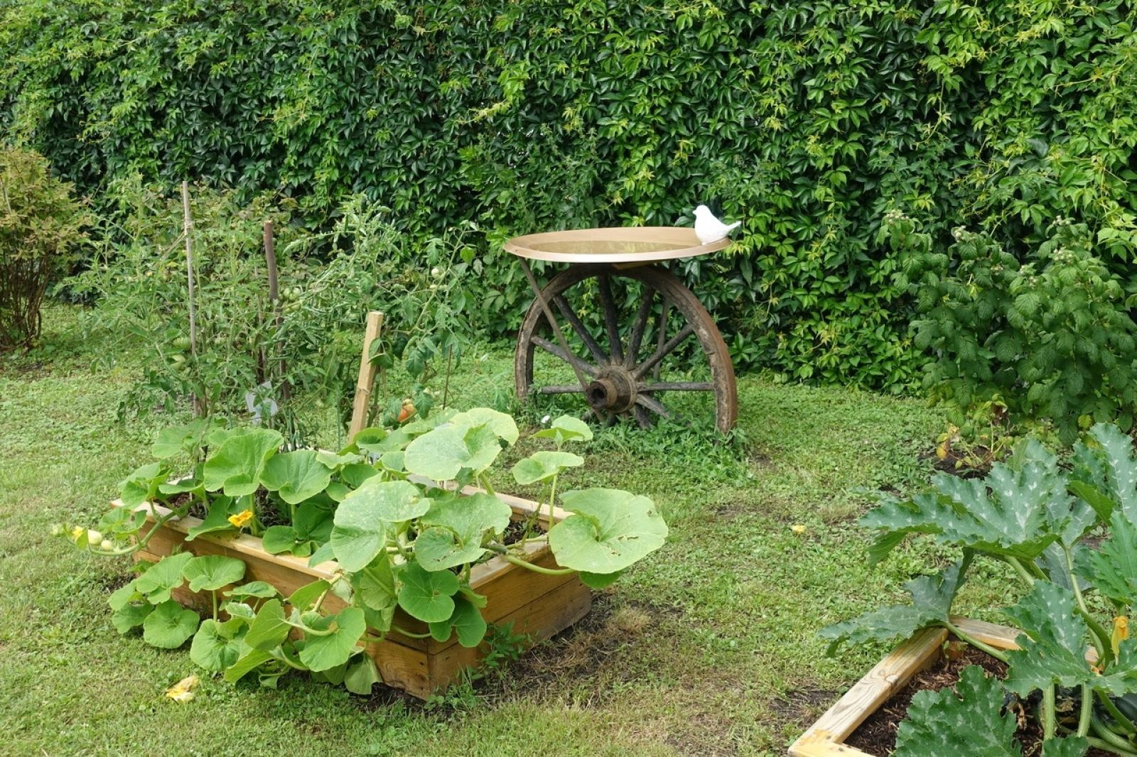 Zdjęcie w galerii na portalu naszraciborz.pl: Mali ogrodnicy dbają o swoje warzywniki i delektują się pierwszymi zbiorami wiadomości z regionu