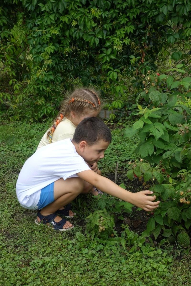 Zdjęcie w galerii na portalu naszraciborz.pl: Mali ogrodnicy dbają o swoje warzywniki i delektują się pierwszymi zbiorami wiadomości z regionu