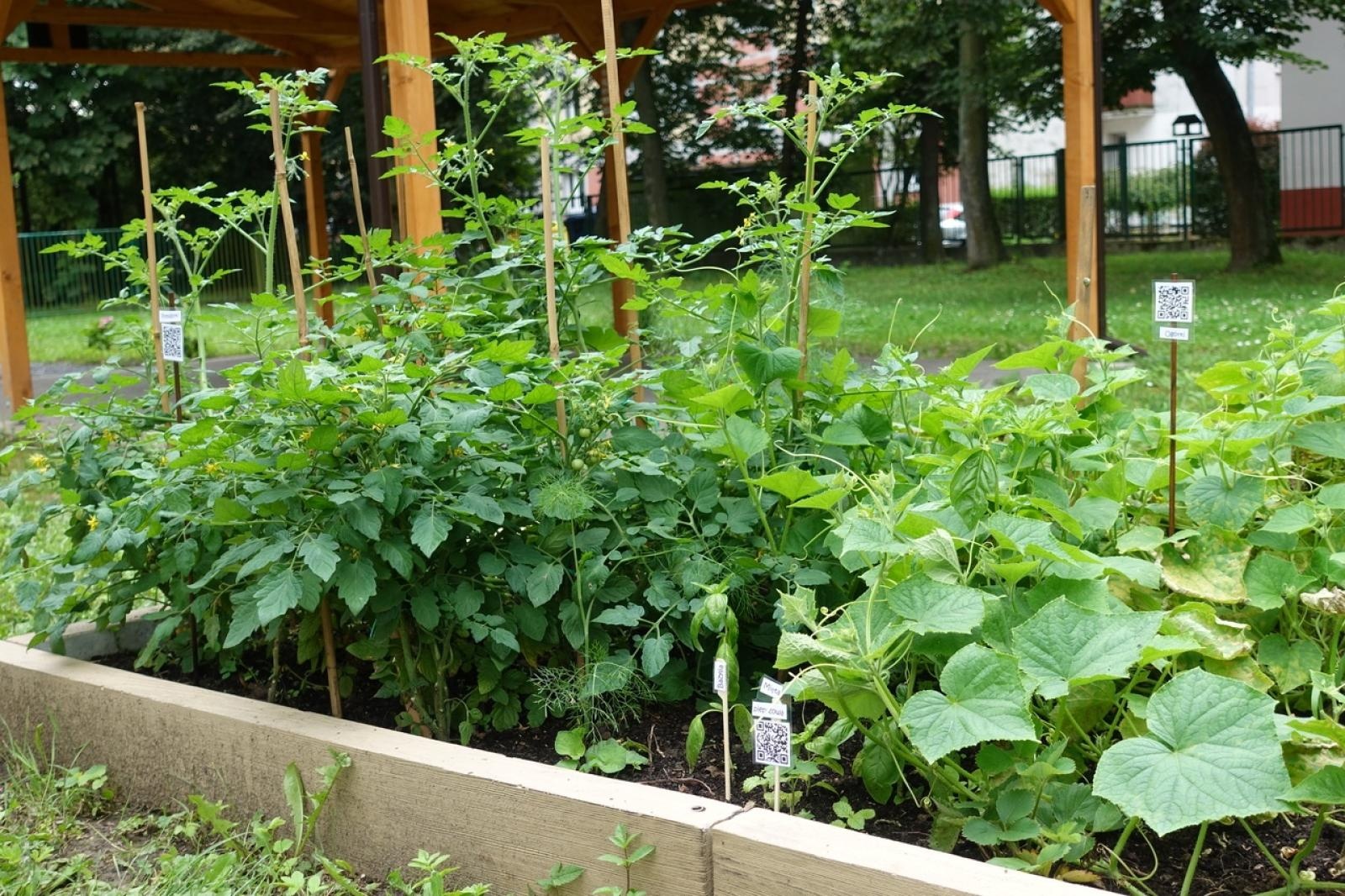 Zdjęcie w galerii na portalu naszraciborz.pl: Mali ogrodnicy dbają o swoje warzywniki i delektują się pierwszymi zbiorami wiadomości z regionu