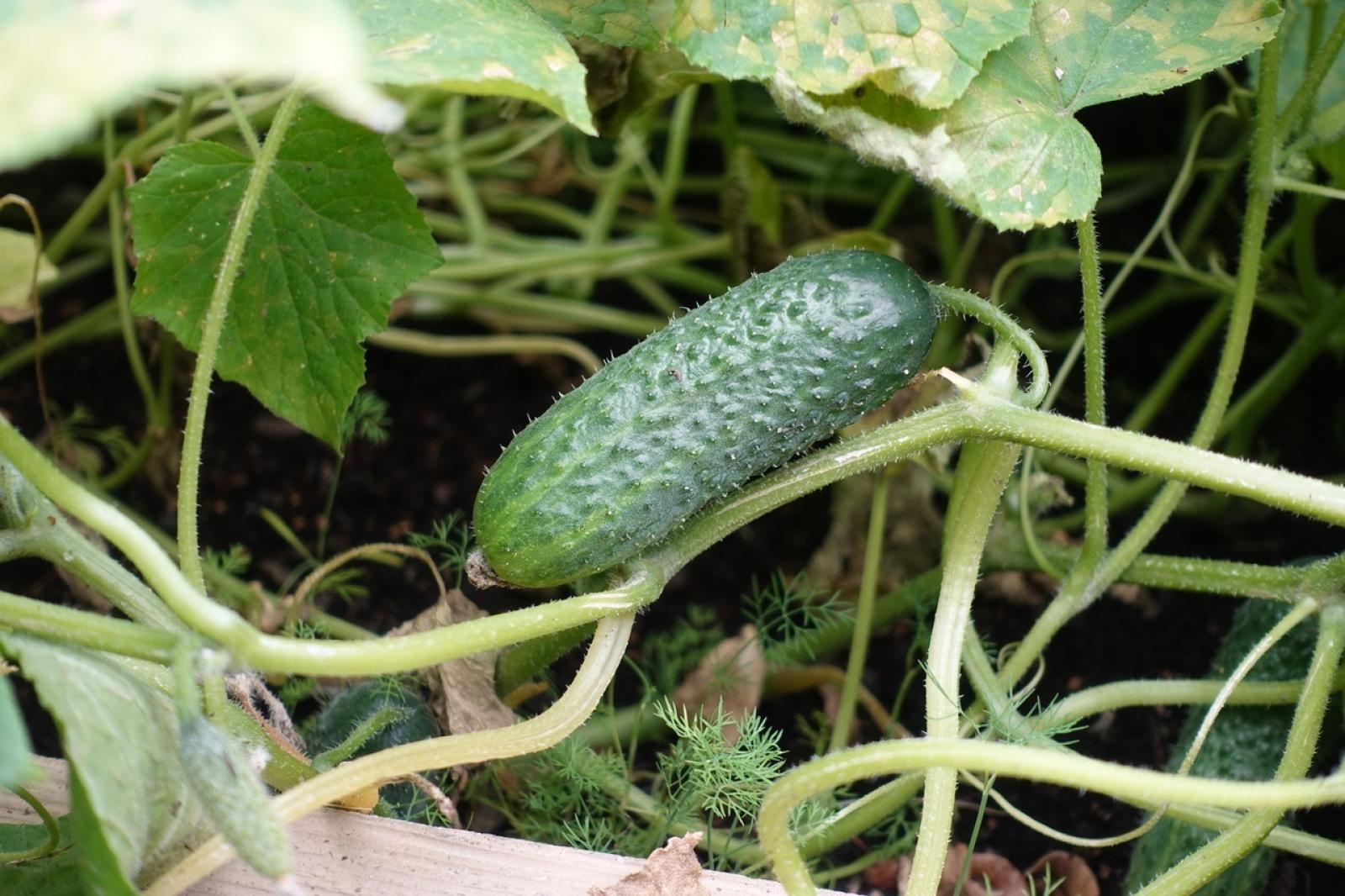 Zdjęcie w galerii na portalu naszraciborz.pl: Mali ogrodnicy dbają o swoje warzywniki i delektują się pierwszymi zbiorami wiadomości z regionu