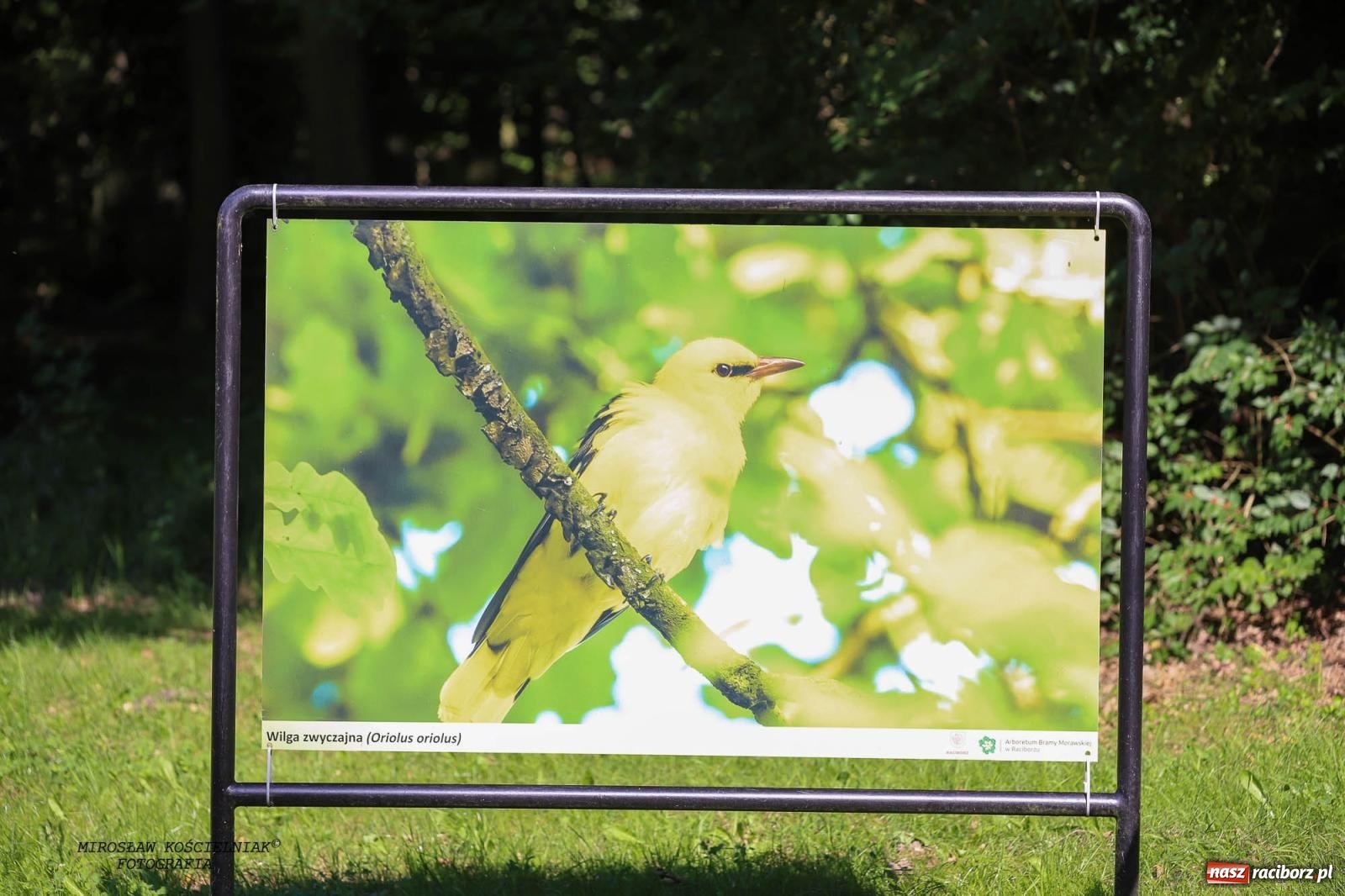 Zdjęcie w galerii na portalu naszraciborz.pl: Jazzowe klimaty w Zaczarowanym Ogrodzie wiadomości z regionu