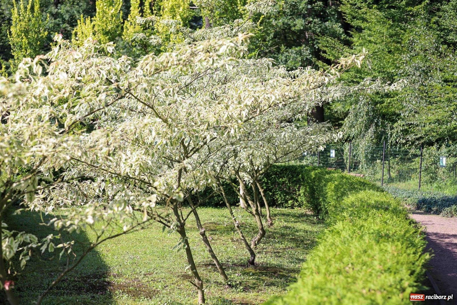 Zdjęcie w galerii na portalu naszraciborz.pl: Jazzowe klimaty w Zaczarowanym Ogrodzie wiadomości z regionu