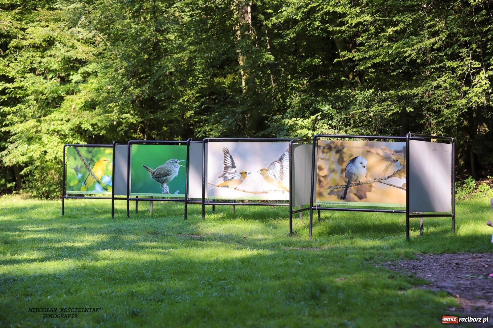 Zdjęcie w galerii na portalu naszraciborz.pl: Jazzowe klimaty w Zaczarowanym Ogrodzie wiadomości z regionu