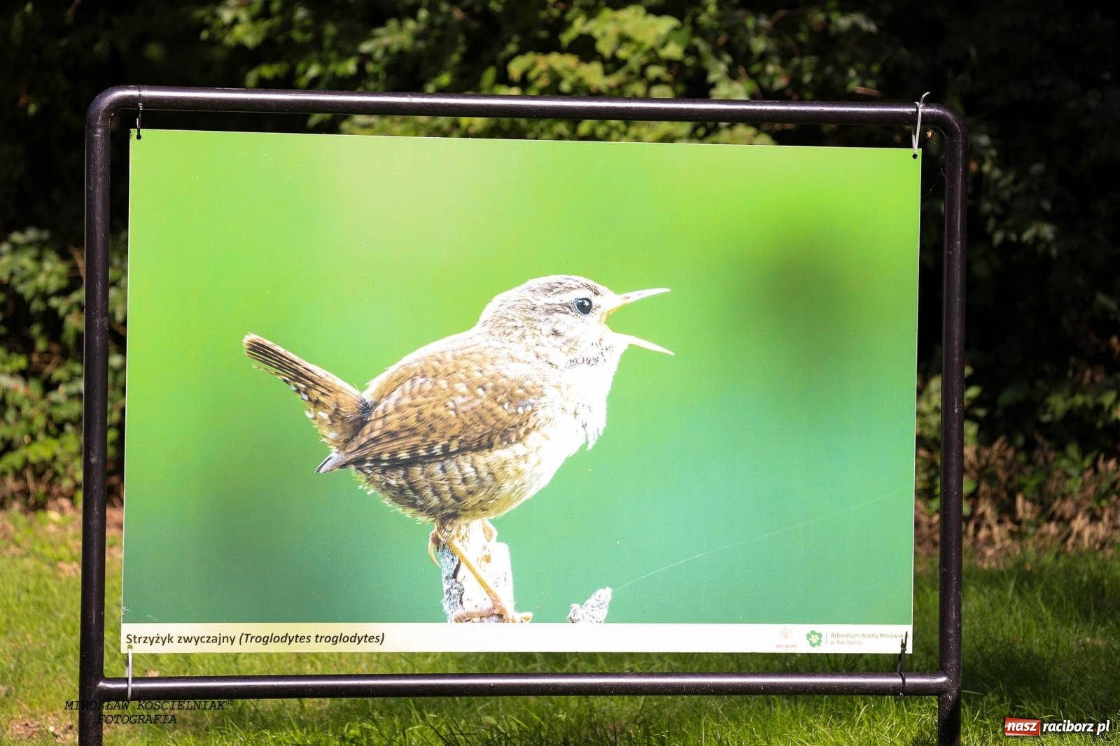 Zdjęcie w galerii na portalu naszraciborz.pl: Jazzowe klimaty w Zaczarowanym Ogrodzie wiadomości z regionu