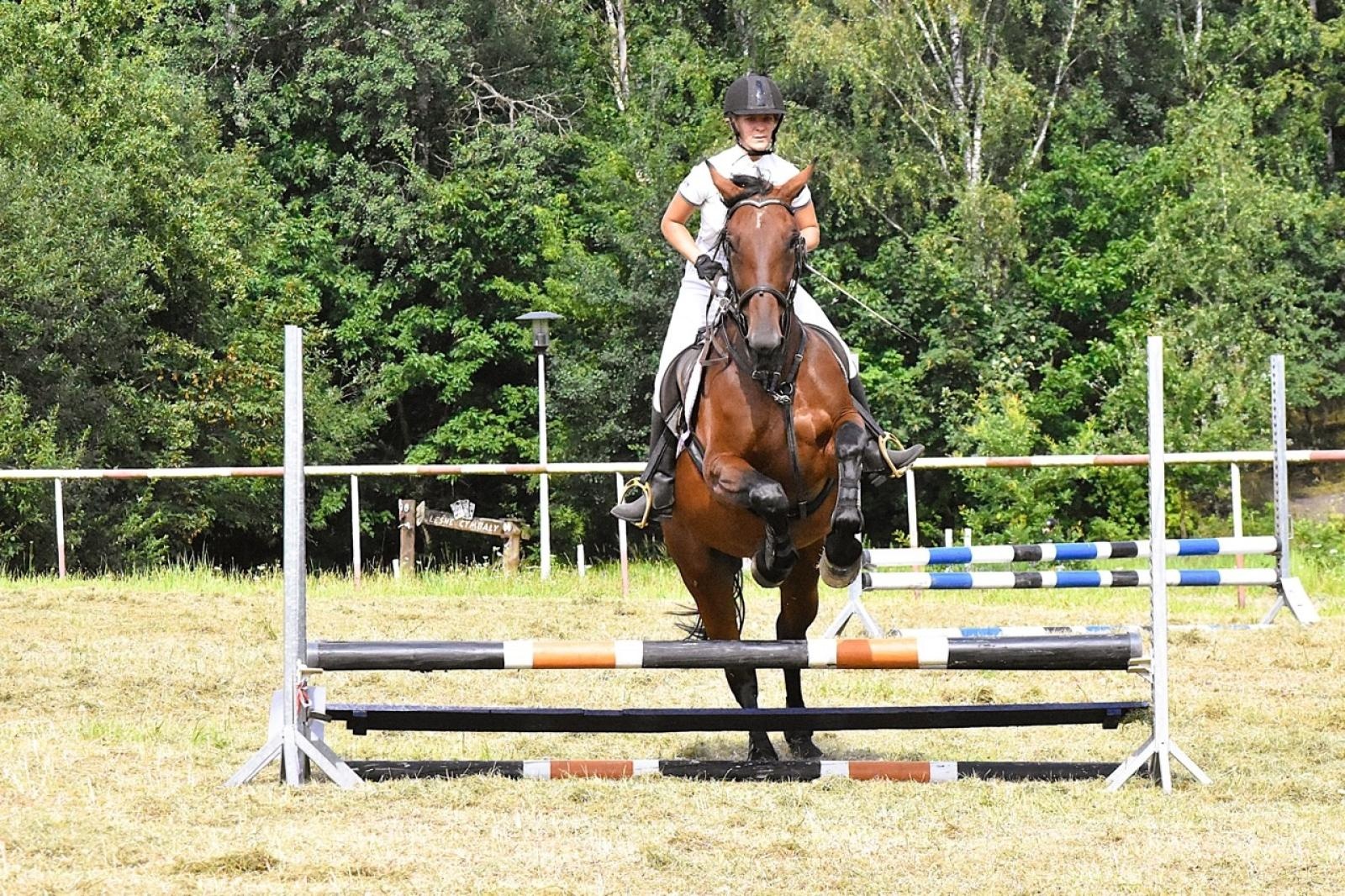 Zdjęcie w galerii na portalu naszraciborz.pl: Lorens G. z Bieńkowic zwycięzcą Pokazu Koni Wszystkich Ras w Krostoszowicach wiadomości z regionu