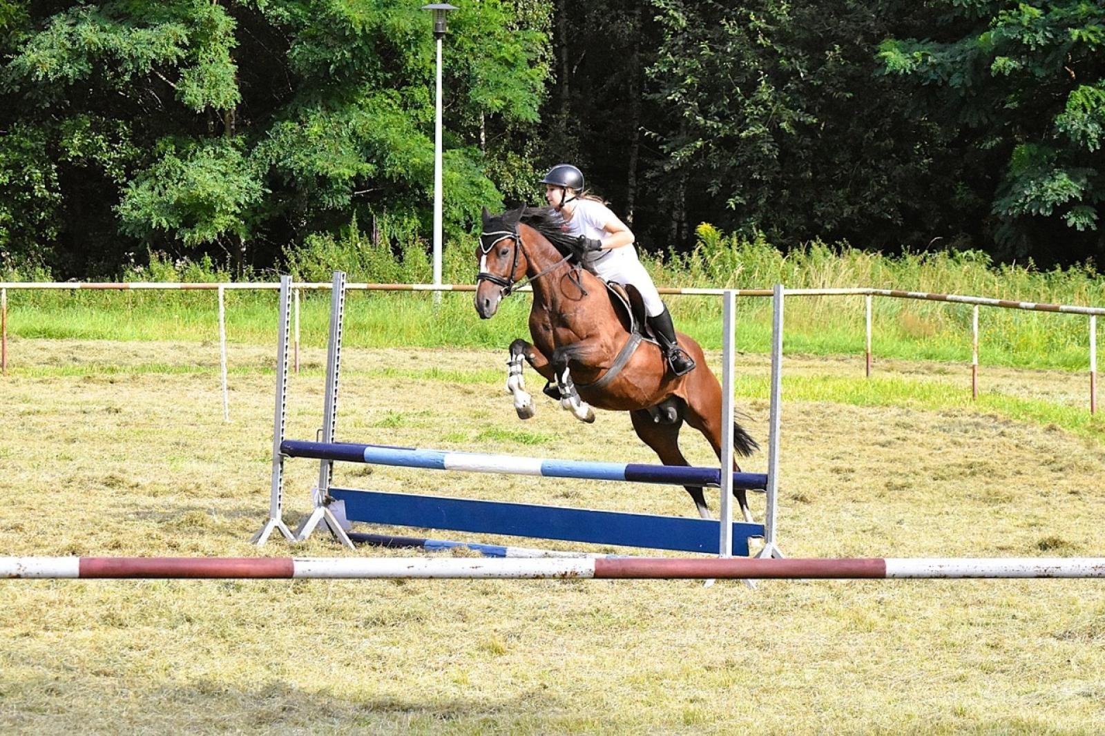 Zdjęcie w galerii na portalu naszraciborz.pl: Lorens G. z Bieńkowic zwycięzcą Pokazu Koni Wszystkich Ras w Krostoszowicach wiadomości z regionu