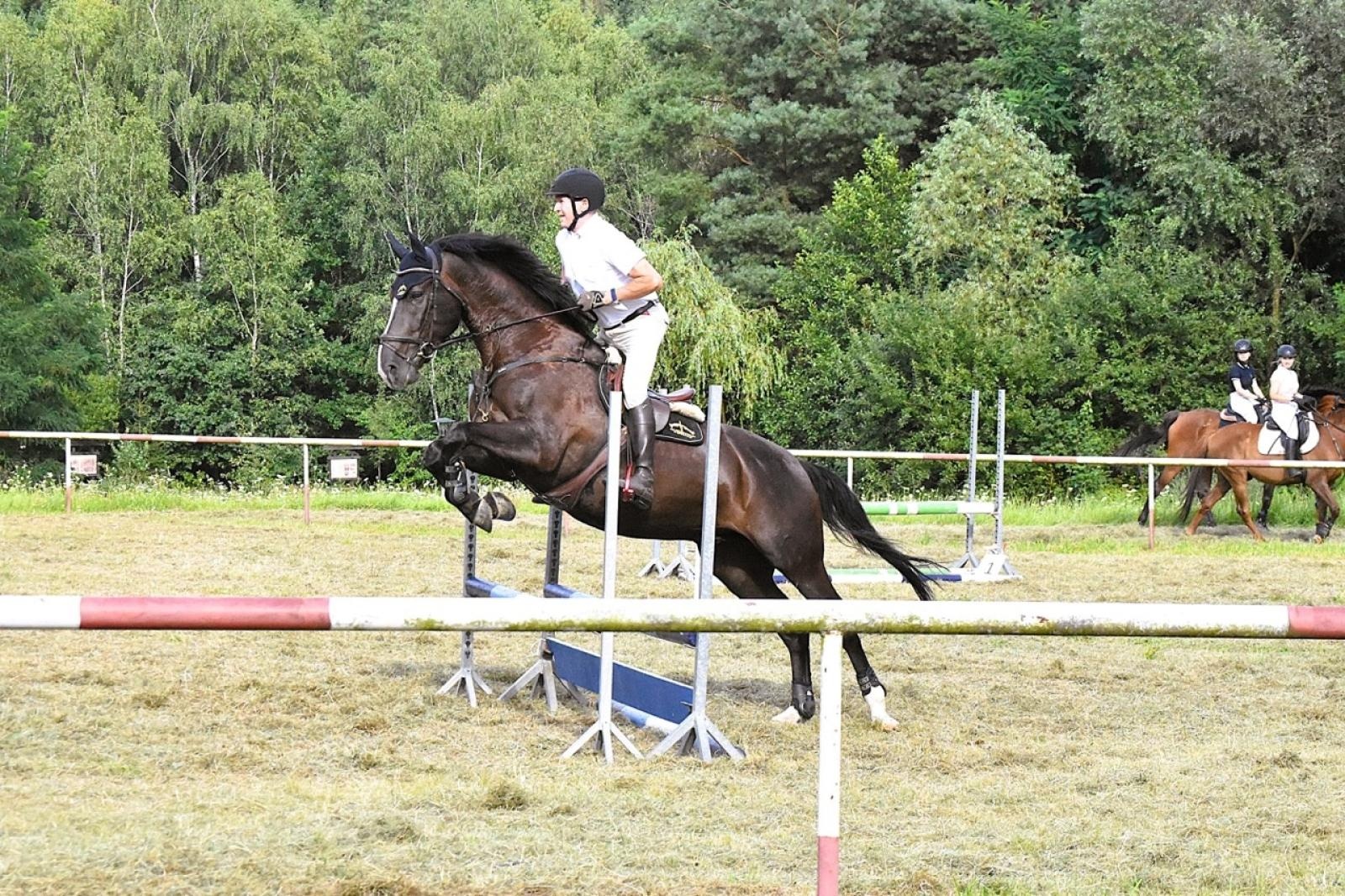 Zdjęcie w galerii na portalu naszraciborz.pl: Lorens G. z Bieńkowic zwycięzcą Pokazu Koni Wszystkich Ras w Krostoszowicach wiadomości z regionu