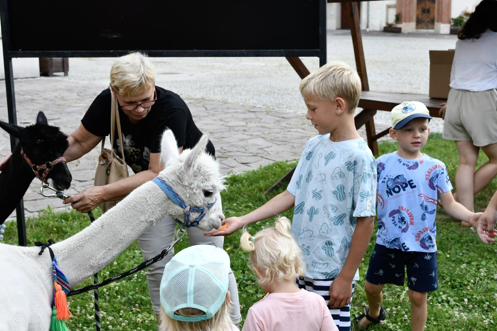 Zdjęcie w galerii na portalu naszraciborz.pl: Wakacje z siodłem na Zamku Piastowskim: konie, alpaki i uśmiechy wiadomości z regionu