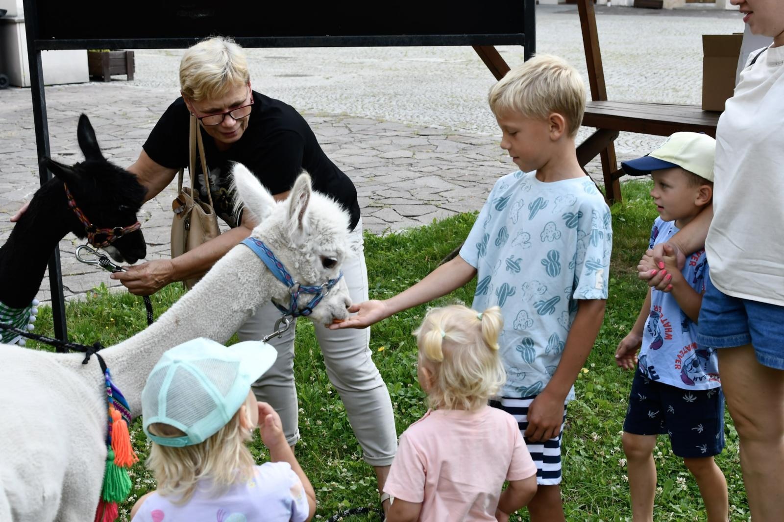 Zdjęcie w galerii na portalu naszraciborz.pl: Wakacje z siodłem na Zamku Piastowskim: konie, alpaki i uśmiechy wiadomości z regionu