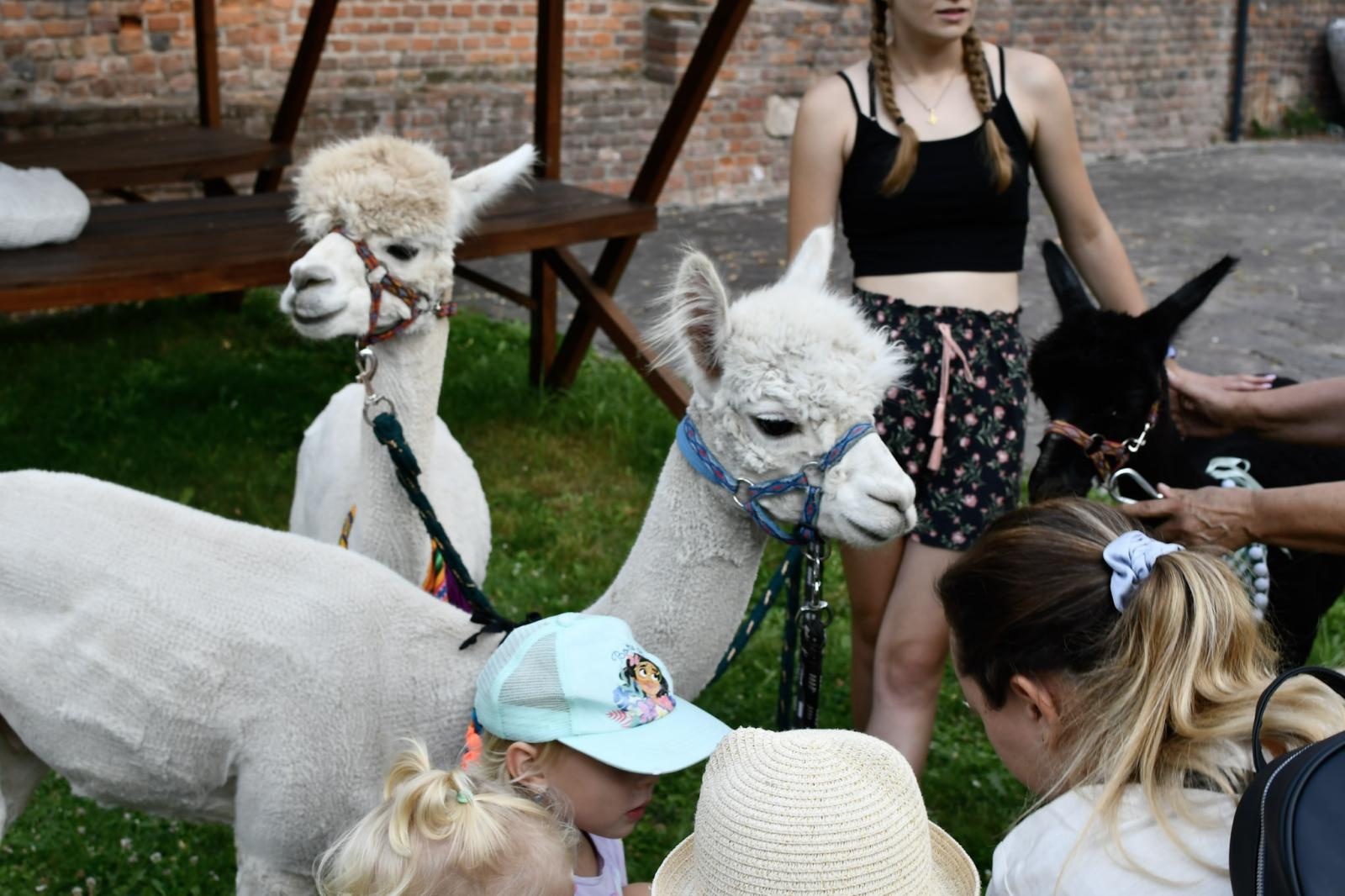 Zdjęcie w galerii na portalu naszraciborz.pl: Wakacje z siodłem na Zamku Piastowskim: konie, alpaki i uśmiechy wiadomości z regionu