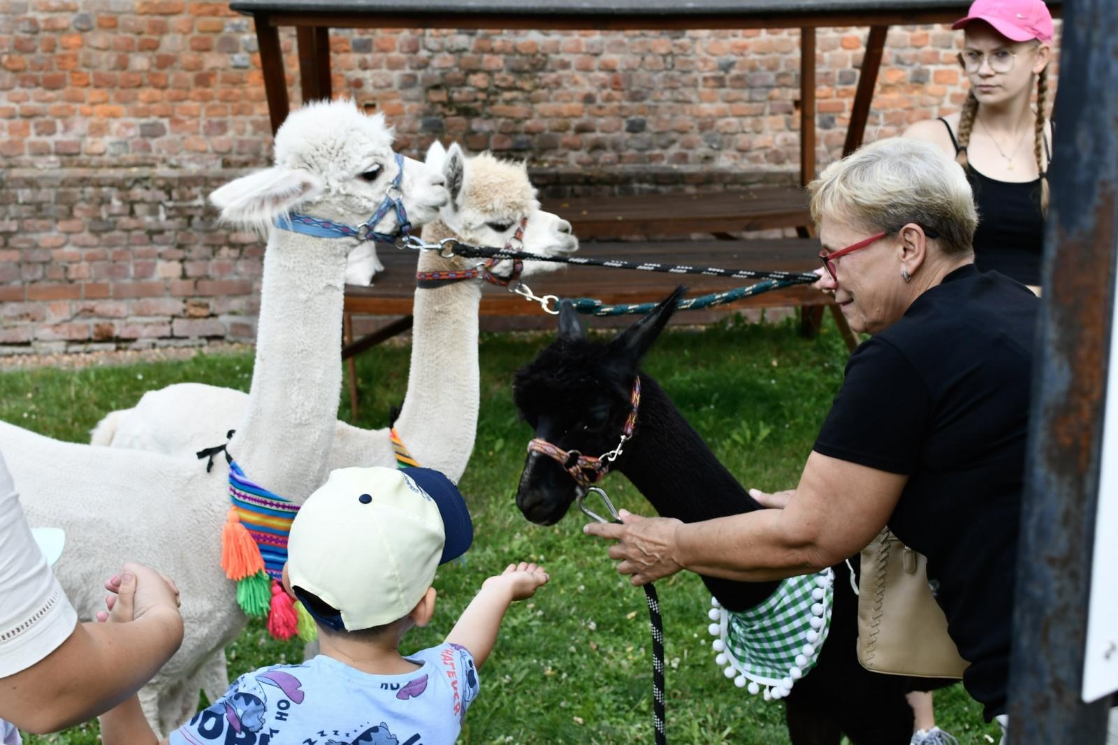Zdjęcie w galerii na portalu naszraciborz.pl: Wakacje z siodłem na Zamku Piastowskim: konie, alpaki i uśmiechy wiadomości z regionu