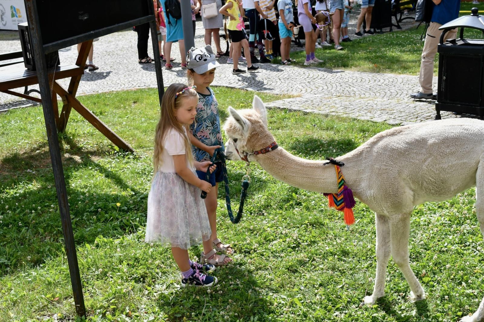 Zdjęcie w galerii na portalu naszraciborz.pl: Wakacje z siodłem na Zamku Piastowskim: konie, alpaki i uśmiechy wiadomości z regionu