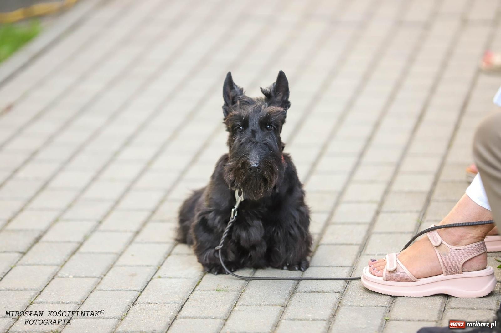 Zdjęcie w galerii na portalu naszraciborz.pl: Na zakręcie, czyli Wariatka tańczy. Letni Teatr na Schodach książnicy wiadomości z regionu